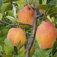 Груша Киргизька зимова купить