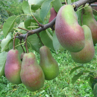 Груша Парижанка купить