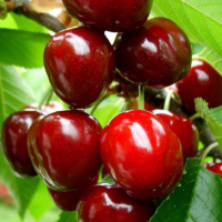 Черешня Джорджія купить