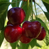 Черешня Рита купить