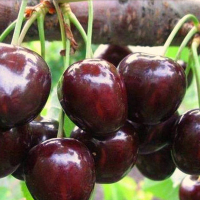 Черешня Валерій Чкалов купить