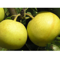 Груша колоноподібна Японія купить