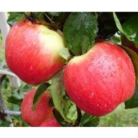 Яблуня Женева купить