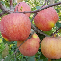 Яблоня Ятака купить