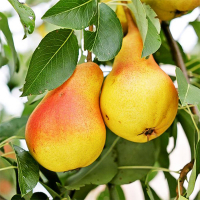 Груша Вільямс купить