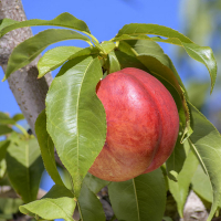 Нектарін Біг Хевен купить