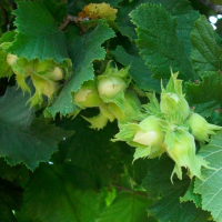 Фундук Барселонський купить