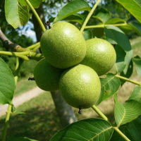 Волоський горіх Буковинський купить