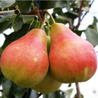 Груша Марія купить