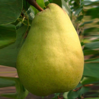 Груша Великоплідна купить