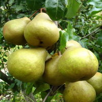 Груша Скарб купить