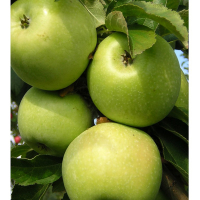 Яблуня Симиренка купить
