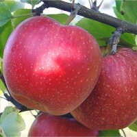 Яблуня Гала Маст купить