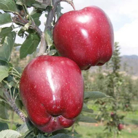 Яблуня Супер Чиф купить