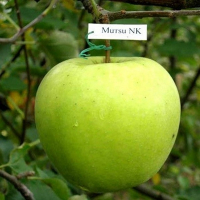 Яблуня Мутсу купить