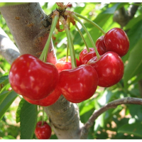 Вишня Підбельського купить