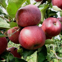 Яблуня Флоріна купить