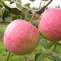 Яблуня Слава Переможцям купить