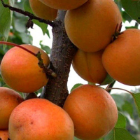 Абрикос Суперіор купить