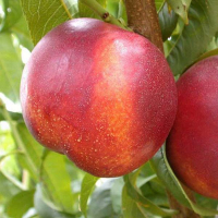 Персик Хемус купить