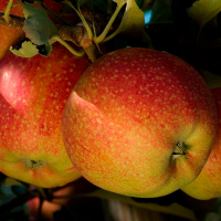 Яблуня Джонаголд Декоста купить