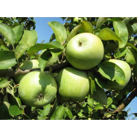 Яблуня Ренет Симиренко купить