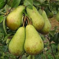 Груша Конференція купить