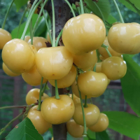 Черешня Дачниця купить