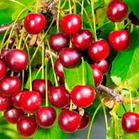 Вишня Нефріс купить