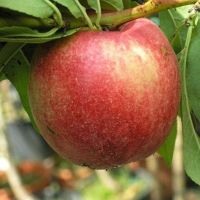 Нектарін Флейвор Топ купить