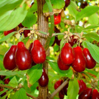 Кизил Володимирський купить