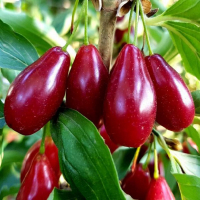 Кизил Лук'яновський купить