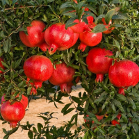 Гранат купить