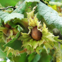 Фундук Гігант купить