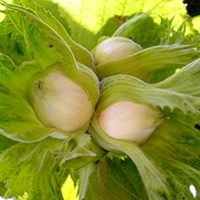 Фундук Трапезунд купить