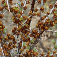 Обліпиха запилювач купить