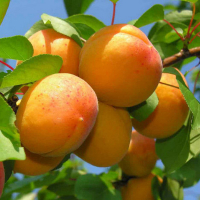 Абрикос Мелітопольський Ранній купить