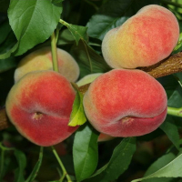 Персик інжирний Сатурн купить