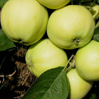 Яблоня Белый налив купить