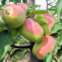 Яблуня Кандиль Сінап купить