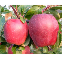 Яблуня Ріхард купить