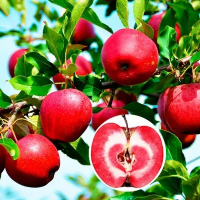 Яблуня Червона каролька купить