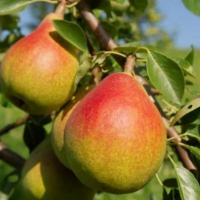 Груша Дюшес купить