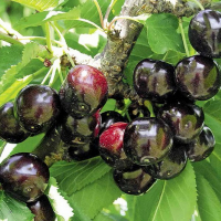 Черешня Мелітопольська чорна купить