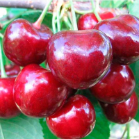 Черешня Талісман купить