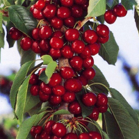 Черешня Красная королева купить