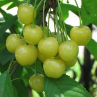 Черешня Жовта рання купить