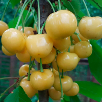 Черешня Дачница желтая купить