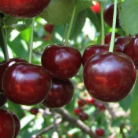 Вишня Мелітопольська десерна купить