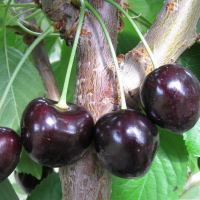 Вишня Шоколадниця купить